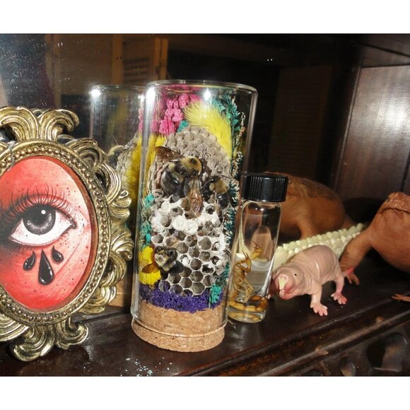 Wasp Nest & Carpenter Bee Oddity Jar curiosity dome hive insect taxidermy goth - Picture 4 of 16